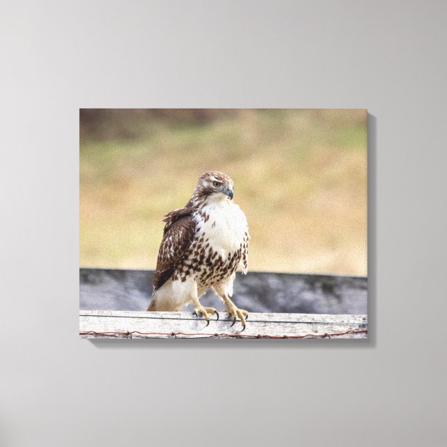 20x16 Portrait of an Immature Red Tailed Hawk Canvas Print (Front)