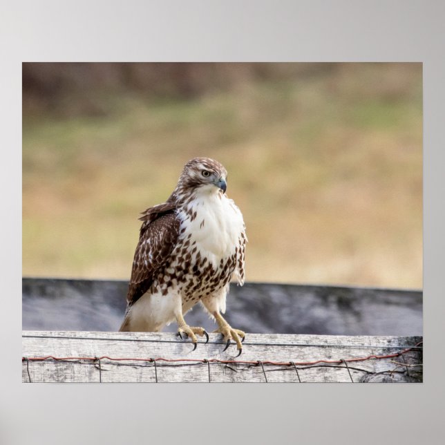 20x16 Portrait of an Immature Red Tailed Hawk Poster (Front)
