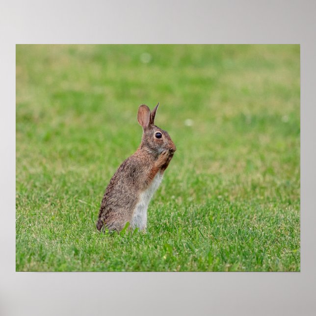 20x16 Rabbit standing in the grass and looking shy Poster (Front)