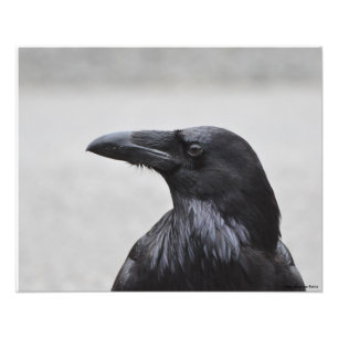 20X16 Raven the Magnificent! Photo Print