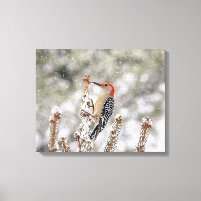 20x16 Red-bellied Woodpecker in the snow Canvas Print (Front)