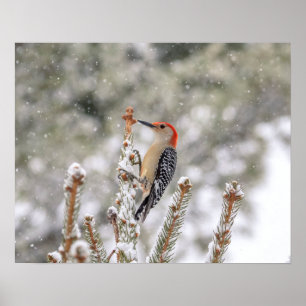 20x16 Red-bellied Woodpecker in the snow Poster