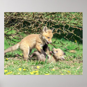 20x16 Red Fox Kits Playing Poster
