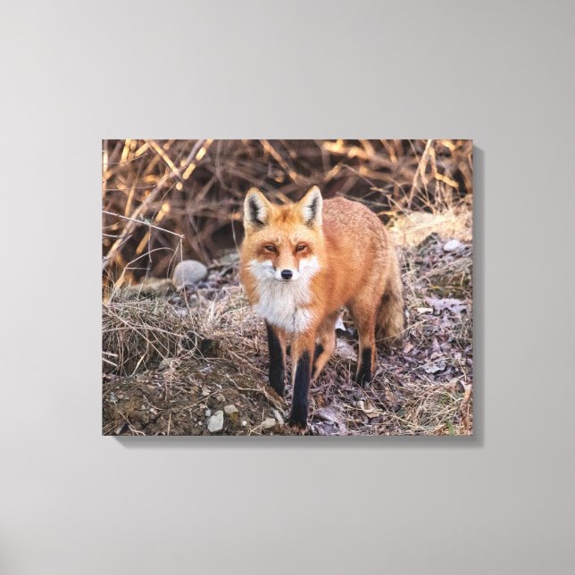 20x16 Red Fox up close and personal Canvas Print (Front)