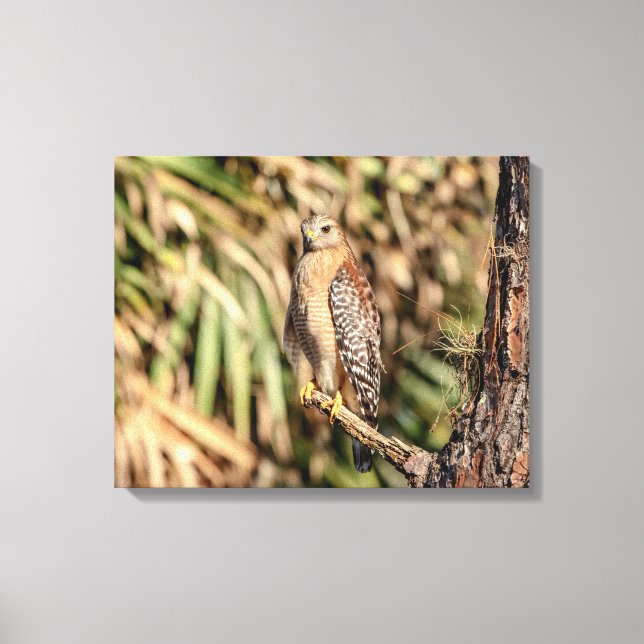 20x16 Red Shouldered Hawk in a tree Canvas Print (Front)