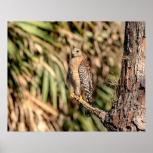 20x16 Red Shouldered Hawk in a tree Poster