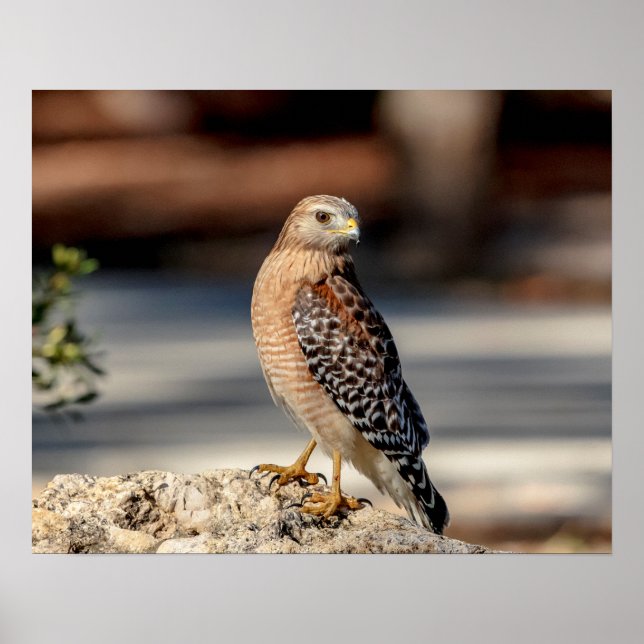 20x16 Red Shouldered Hawk on a rock Poster (Front)