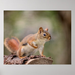 20x16 Red Squirrel Poster