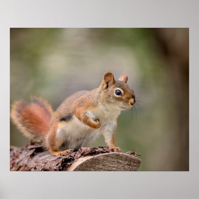 20x16 Red Squirrel Poster (Front)
