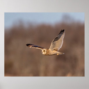 20x16 Short-eared owl in flight Poster