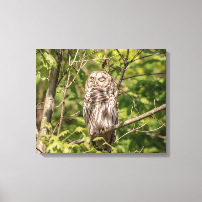 20x16 Sleepy Barred Owl Canvas Print (Front)