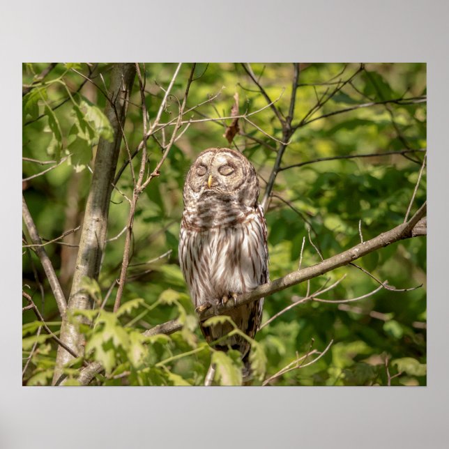 20x16 Sleepy Barred Owl Poster (Front)
