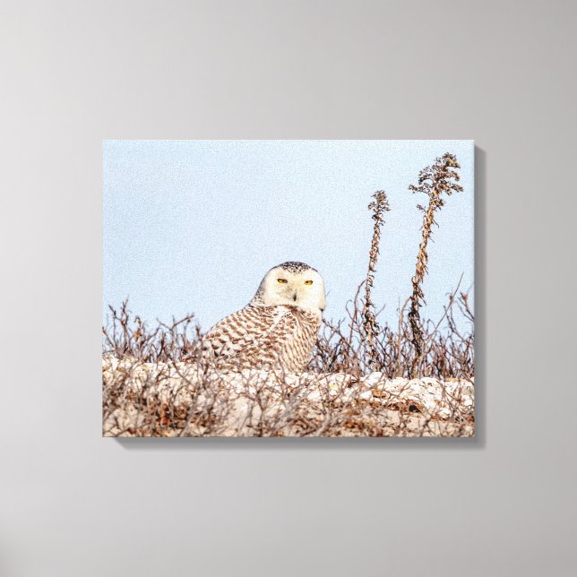 20x16 Snowy owl sitting on the beach Canvas Print (Front)
