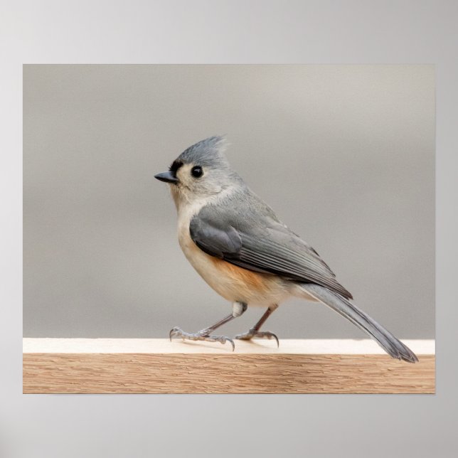 20x16 Tufted Titmouse Poster (Front)