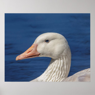 20x16 White Canadian Goose Poster