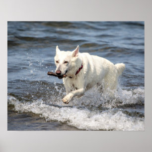 20x16 White German Shepard on Lake George Poster
