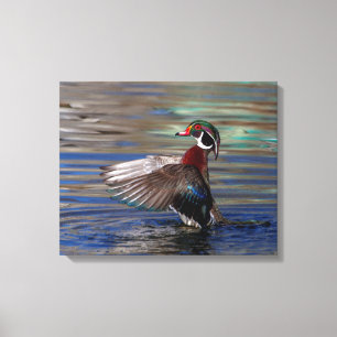 20x16 Wing Flapping Wood Duck Canvas Print