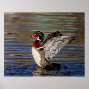 20x16 Wood Duck Poster