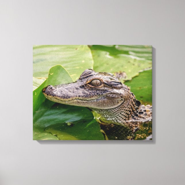 20x16 Young Alligator Canvas Print (Front)
