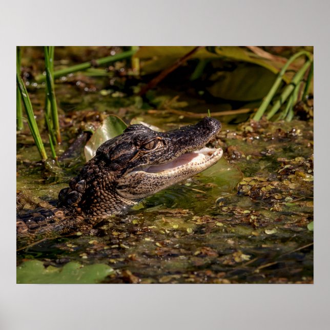20x16 Young Alligator Poster (Front)