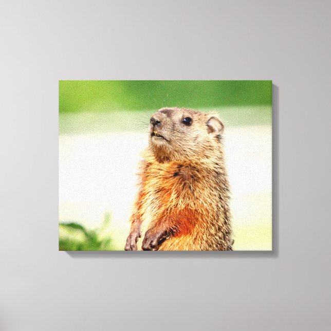20x16 Young Groundhog Canvas Print (Front)