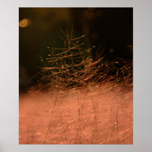 20x24 Pink Muhly Jeju-do South Korea Photo Print