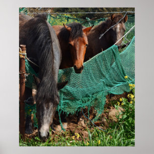 20x24 Three Horse Chingus Jeju-do Photo Print