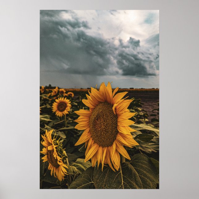 20x30 Wall Poster (Front)