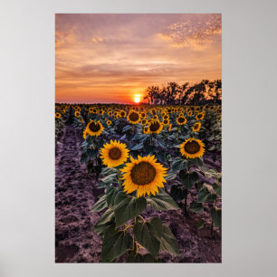 20x30 Wall Poster