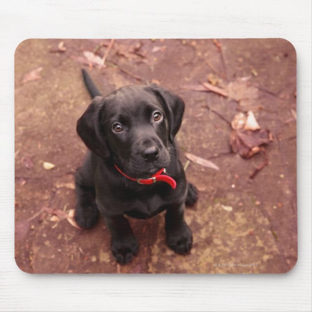 21 Week Old Black Lab Mouse Mat (Front)