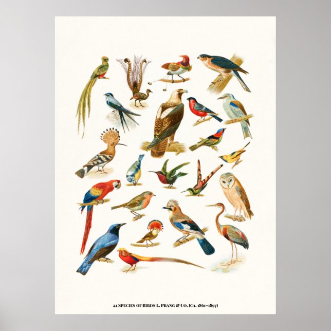 22 Species of Birds L. Prang & Co Botanical Poster (Front)