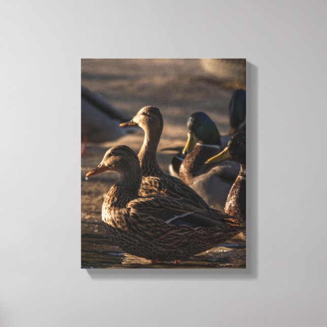 2318-Female Mallard Ducks Canvas Print (Front)