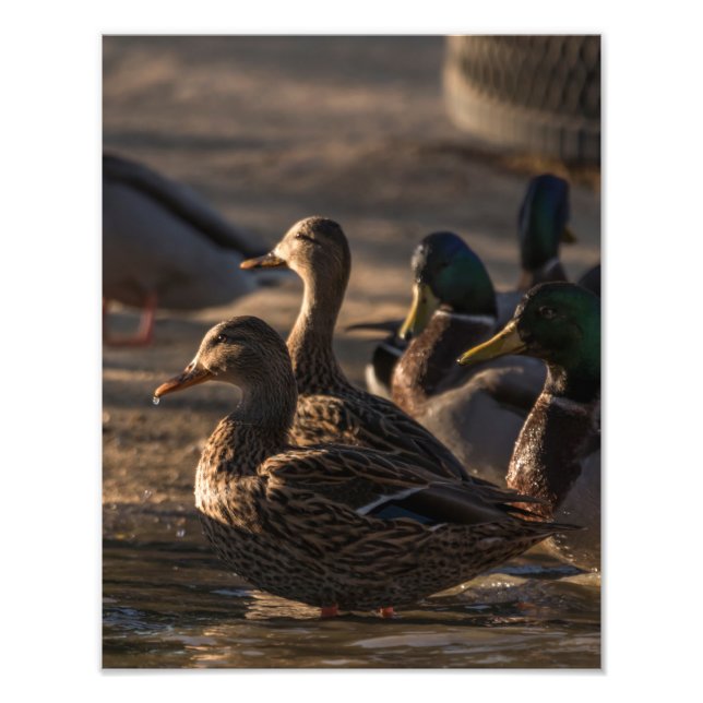 2318-Female Mallard Ducks Photo Print (Front)
