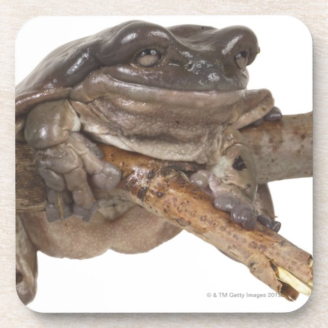 23568138 COASTER (Front)