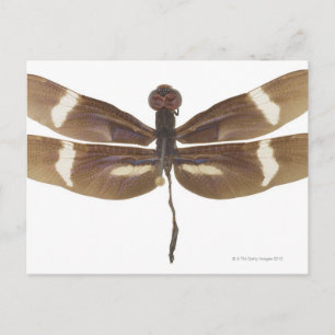 23599152 POSTCARD