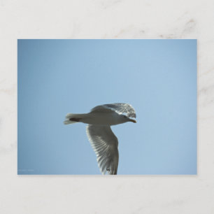 2367 POSTCARD