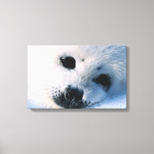 23872544 CANVAS PRINT
