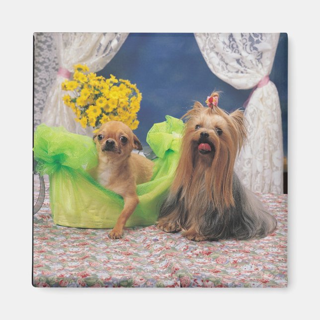 24095240 MAGNET (Front)