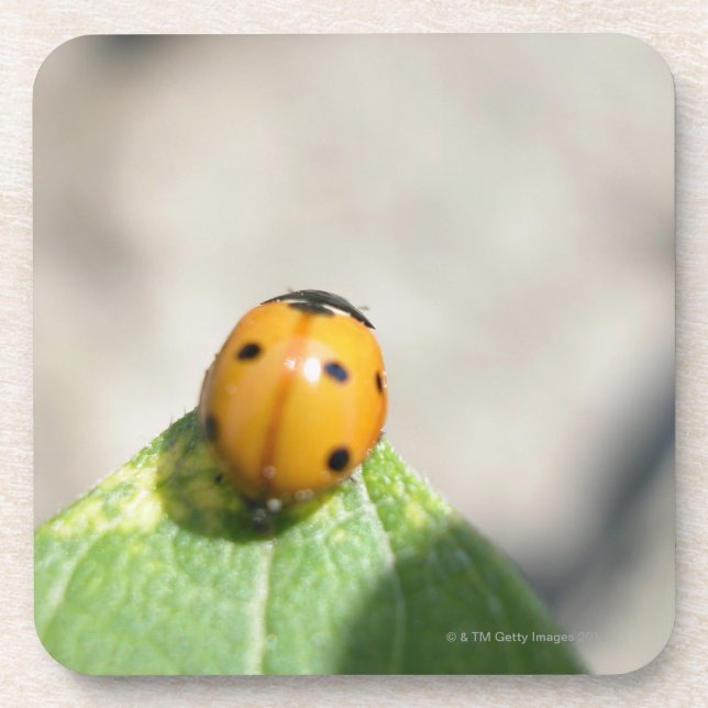 24102386 COASTER (Front)