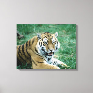 24103189 CANVAS PRINT