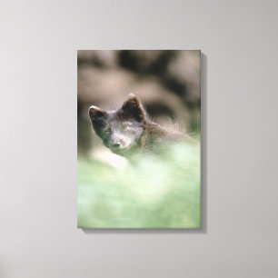 24112466 CANVAS PRINT