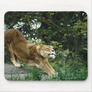 24114343 MOUSE MAT