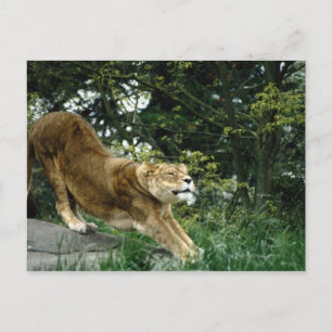 24114343 POSTCARD