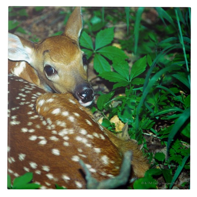 24114390 TILE (Front)