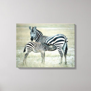 24114480 CANVAS PRINT