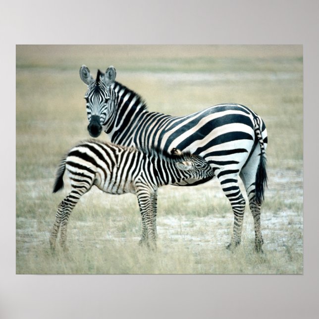 24114480 POSTER (Front)