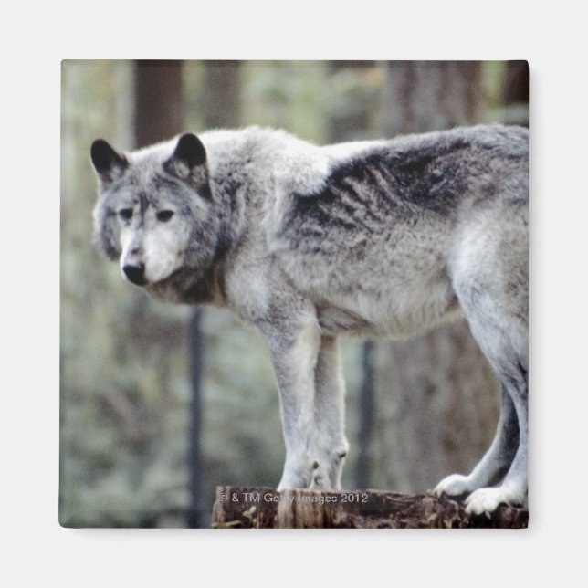 24114488 MAGNET (Front)