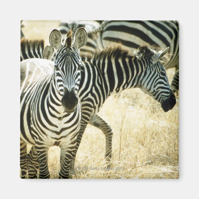 24123844 MAGNET (Front)