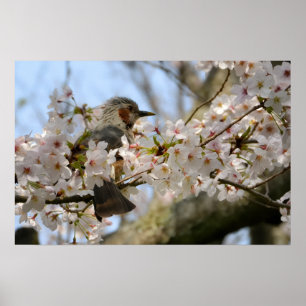 24×16 Cherry Blossom Birdie Jeju-do Photo Print