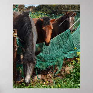 24×30 Three Horse Chingus Jeju-do Photo Print